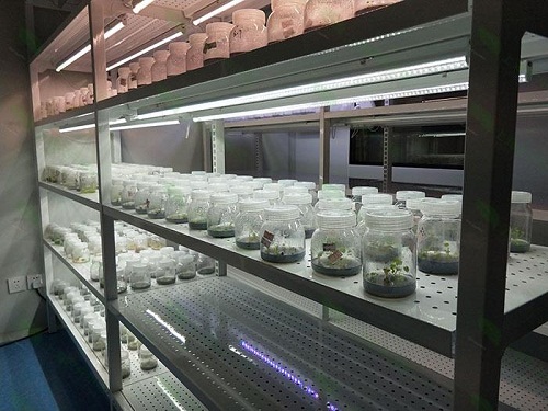 乌尔禾植物组织培养实验室设计建设方案